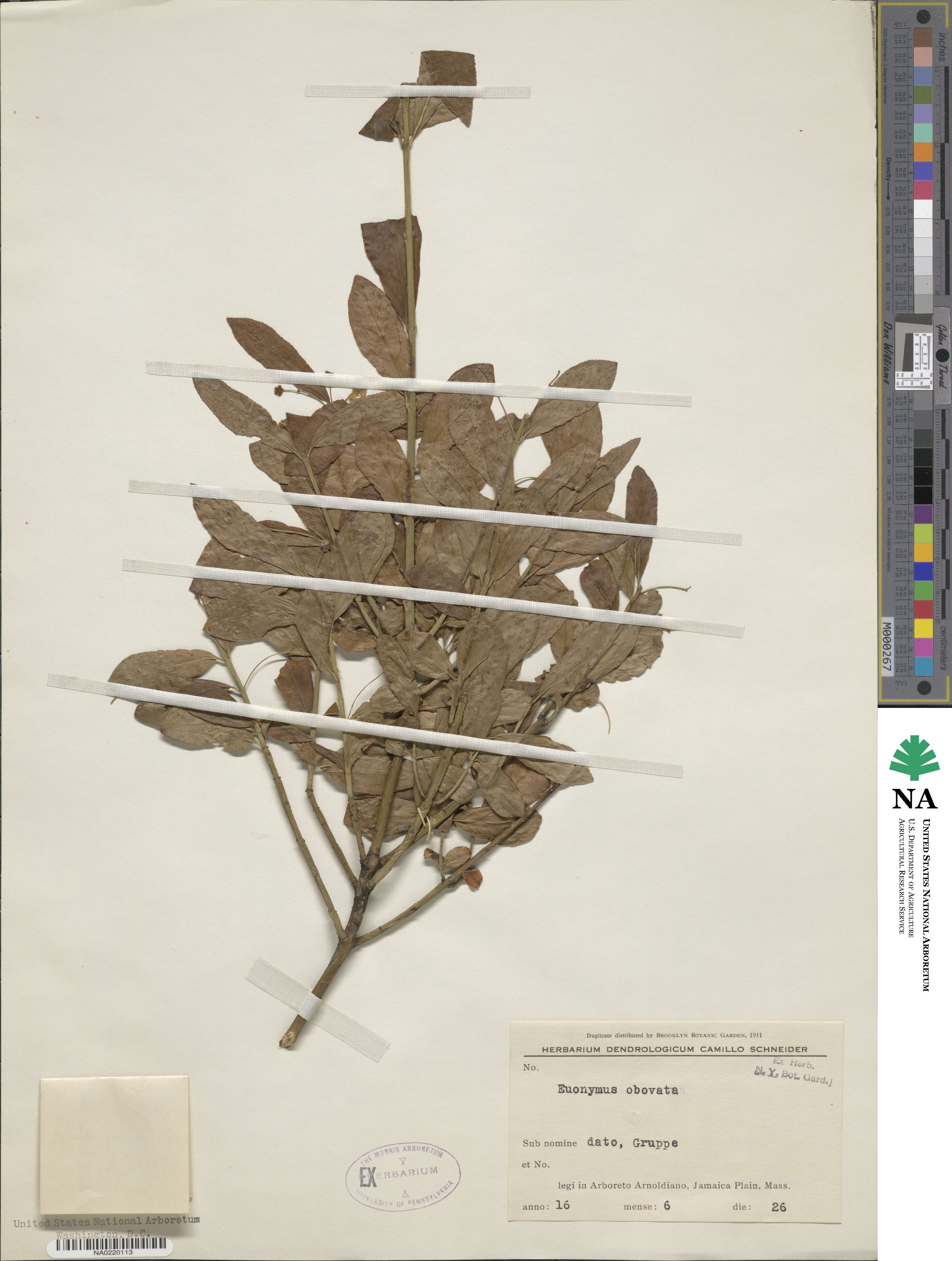 Euonymus obovatus image