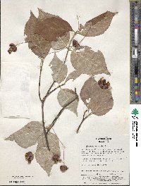 Euonymus oxyphyllus image