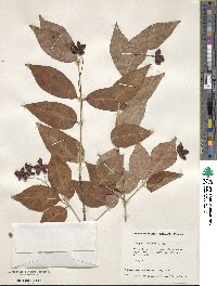 Euonymus oxyphyllus image