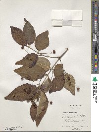 Euonymus oxyphyllus image