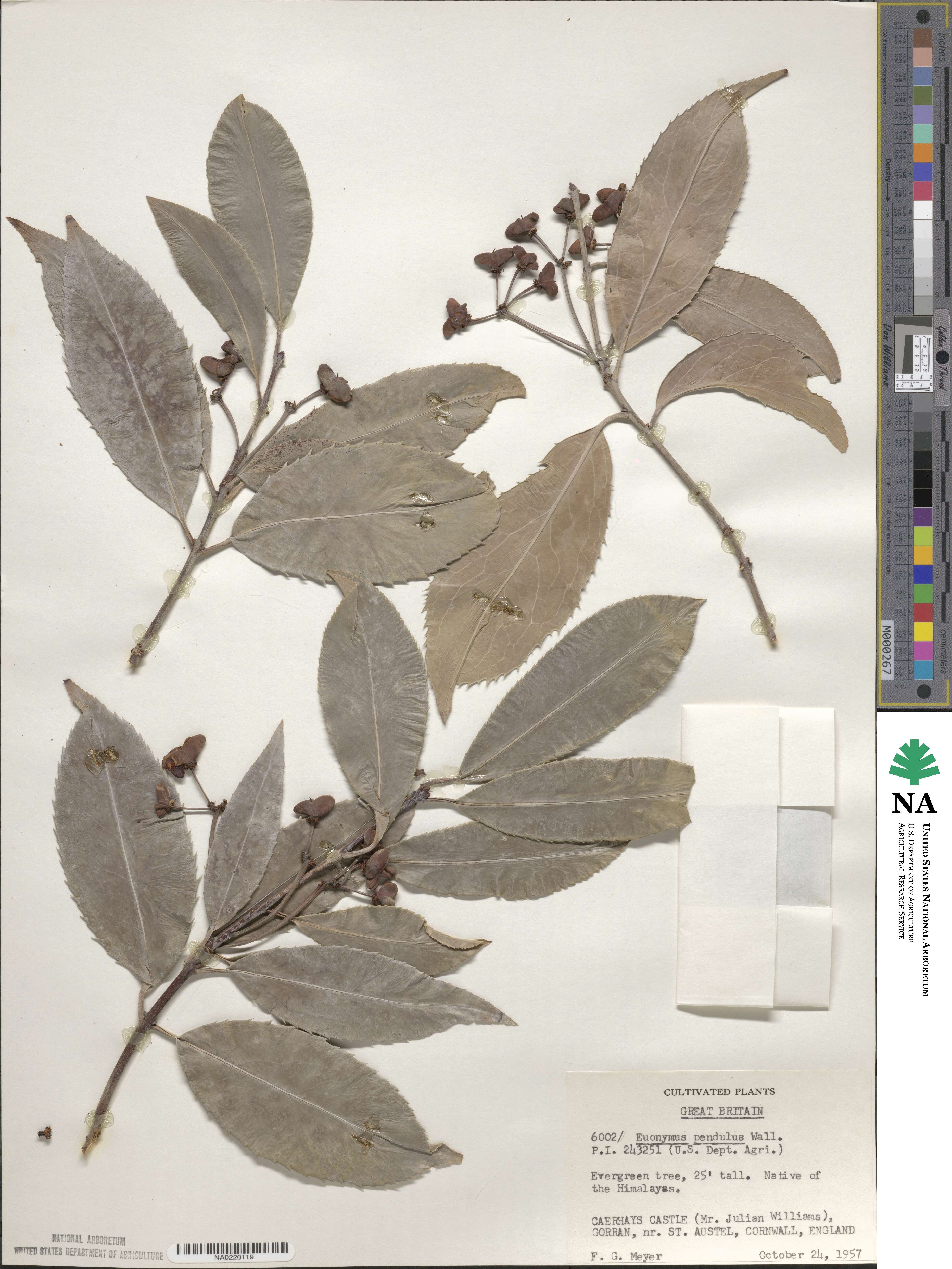 Euonymus lucidus image