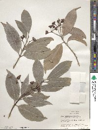 Euonymus lucidus image