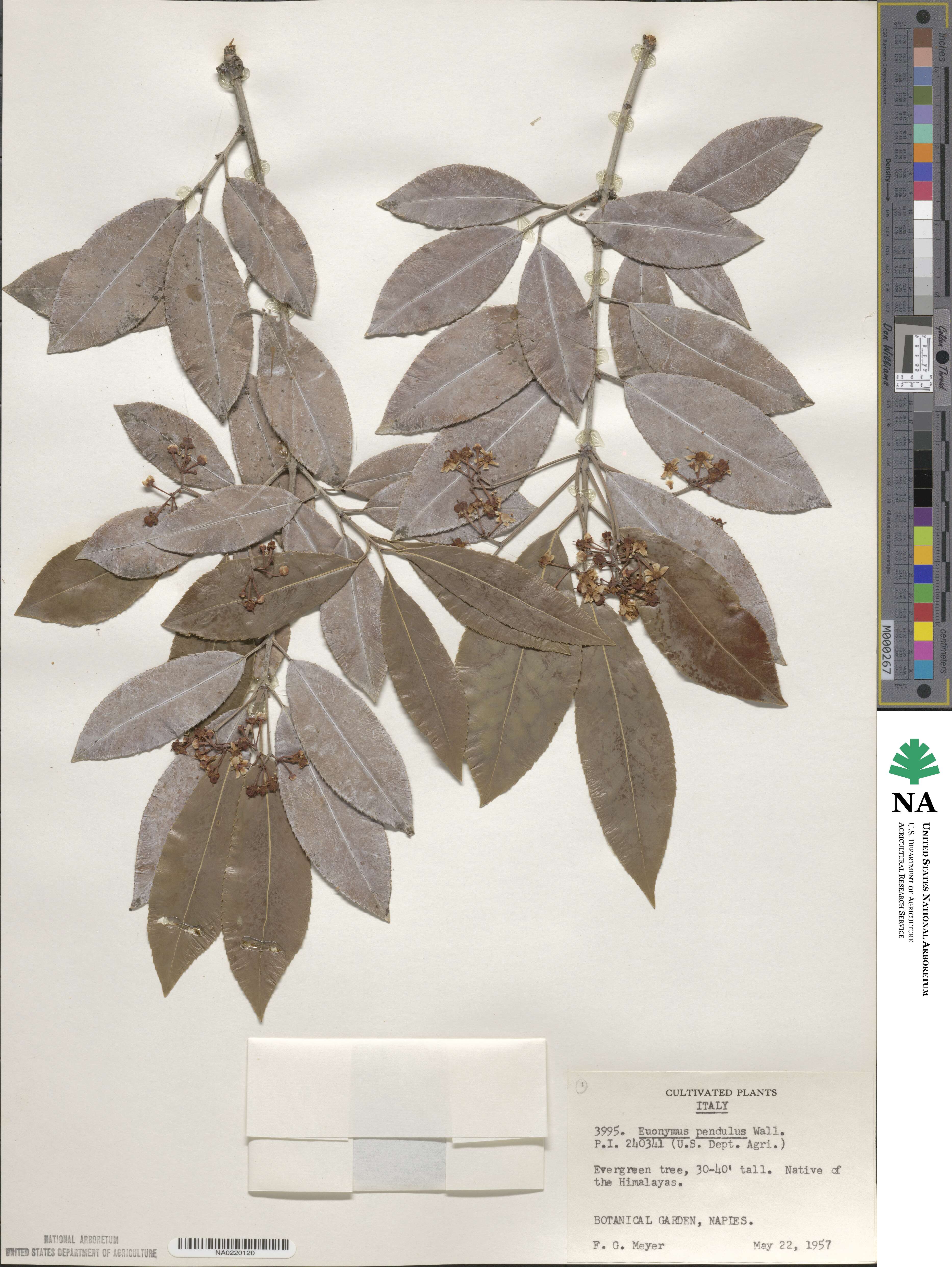 Euonymus lucidus image