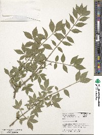 Euonymus phellomanus image