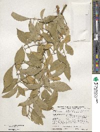 Euonymus phellomanus image