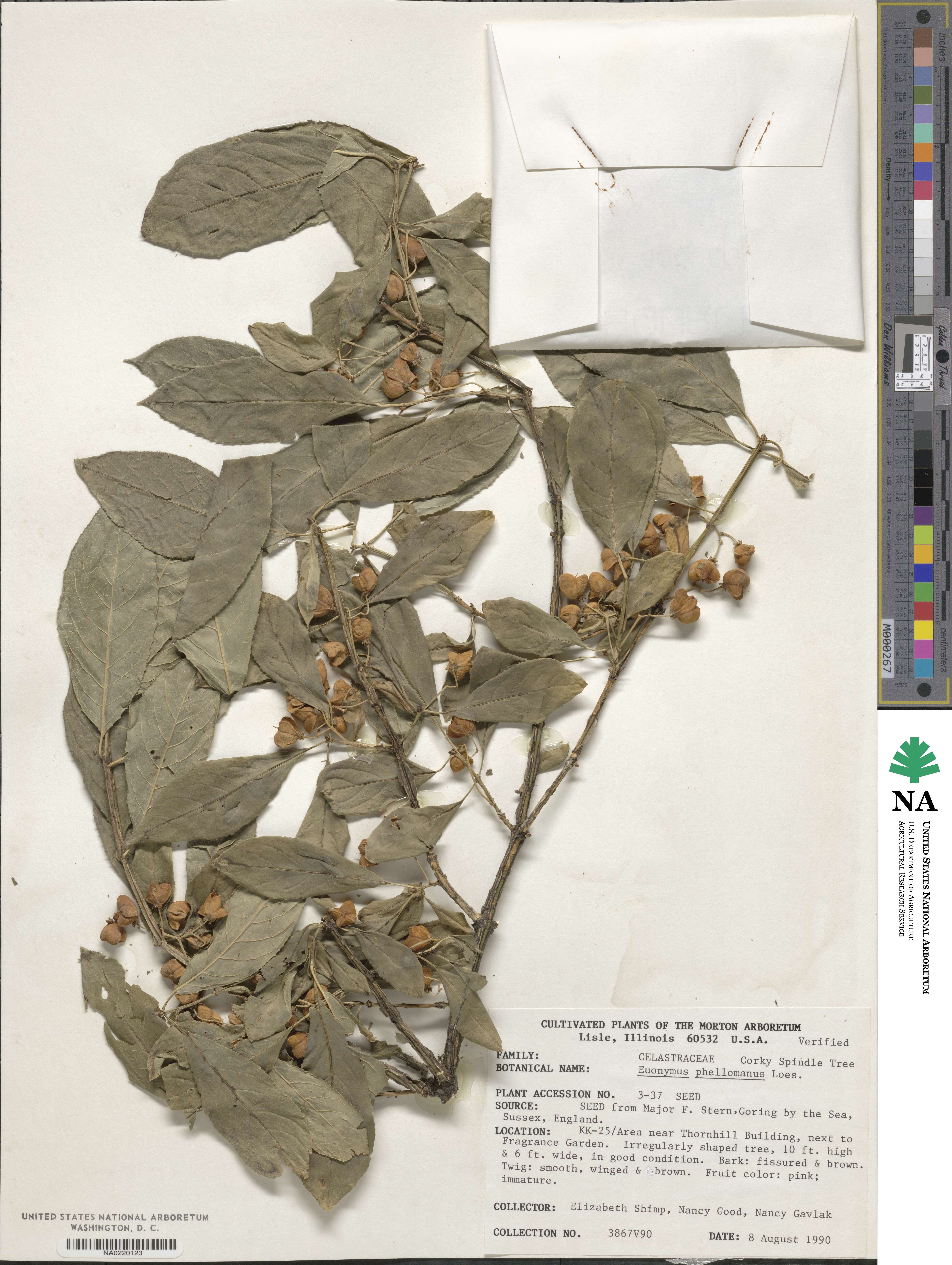 Euonymus phellomanus image