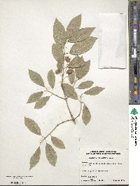 Euonymus phellomanus image