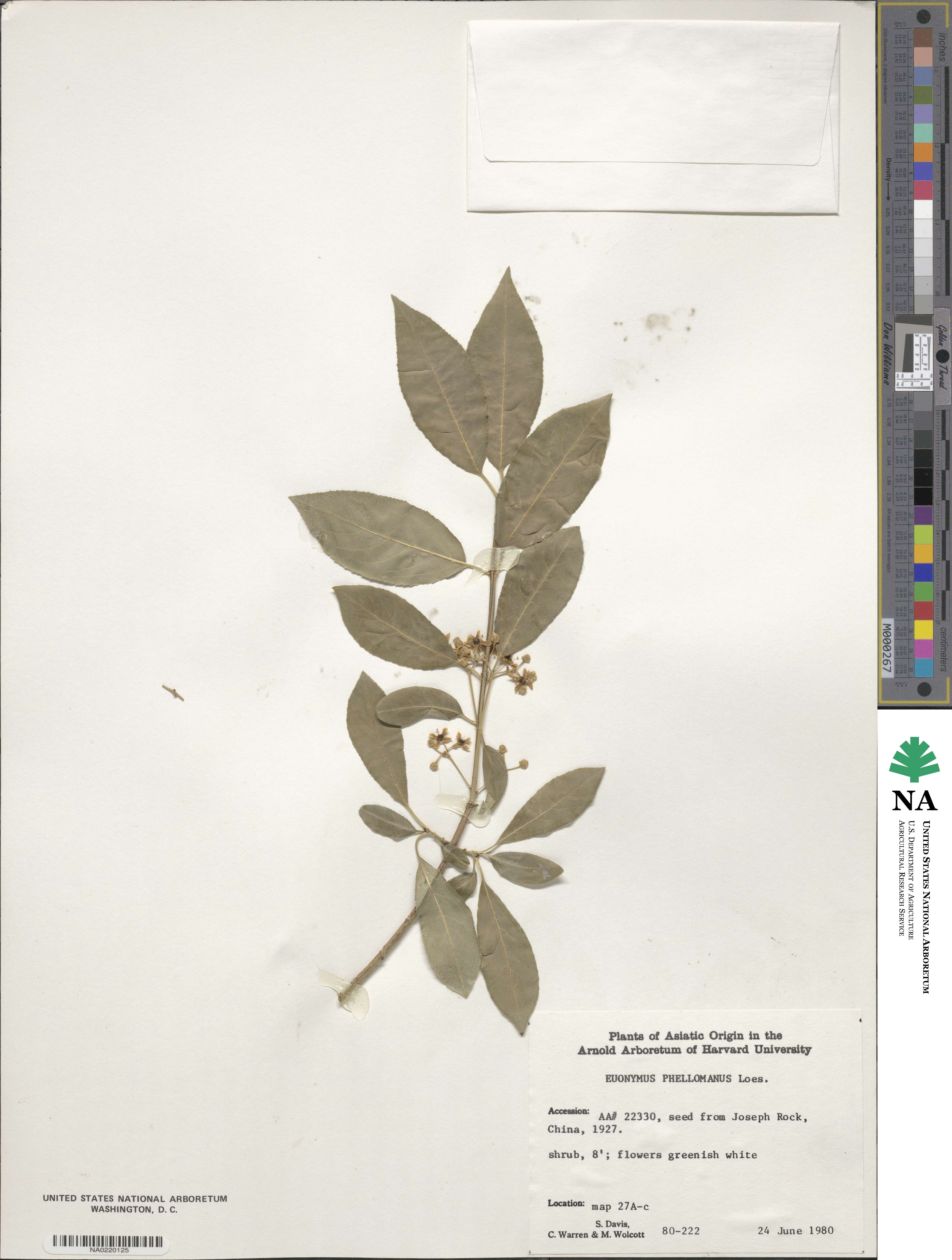 Euonymus phellomanus image
