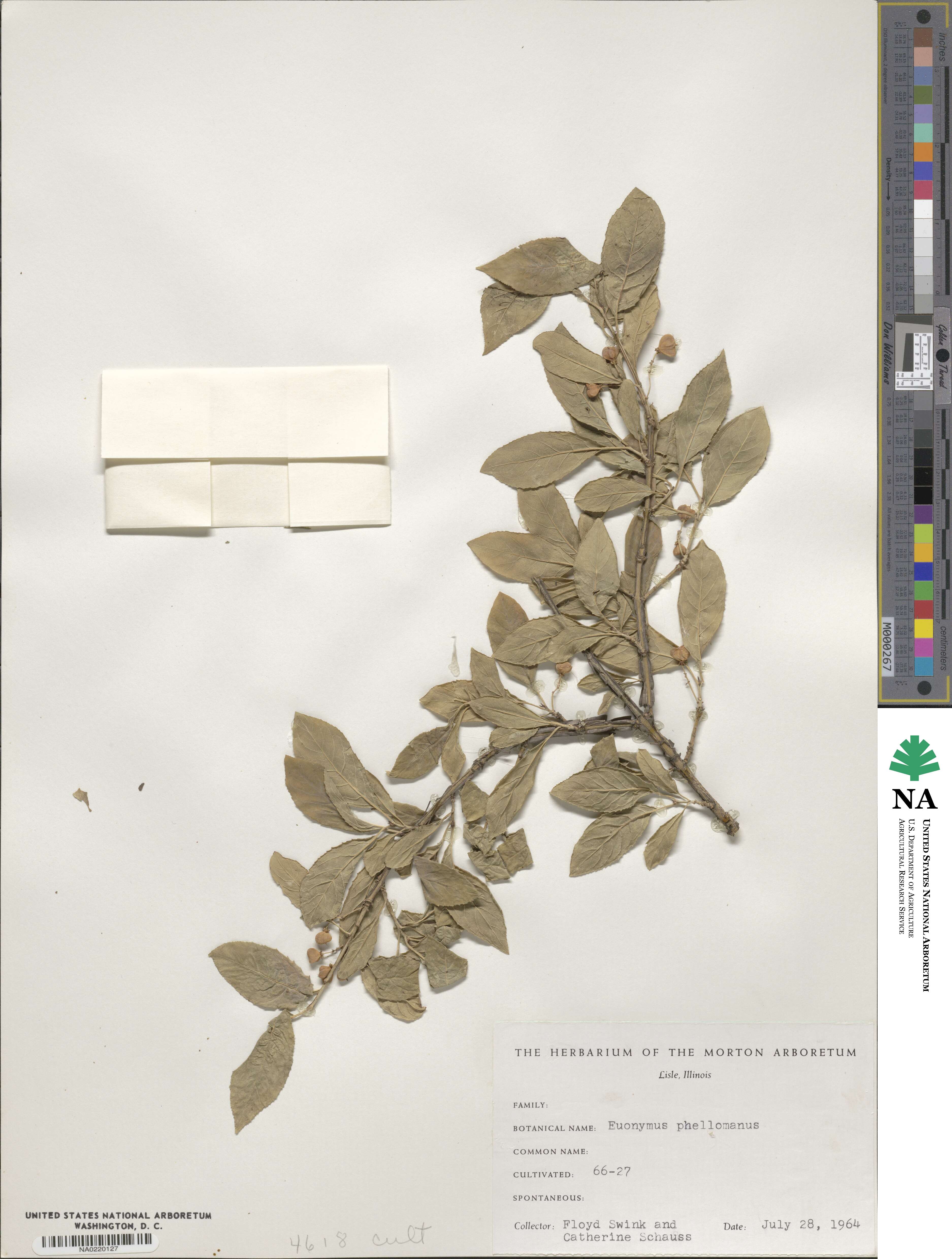 Euonymus phellomanus image