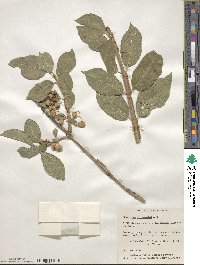 Euonymus phellomanus image