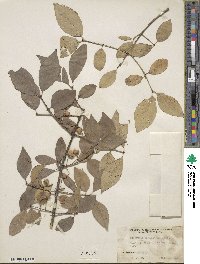 Euonymus phellomanus image