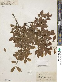 Euonymus phellomanus image