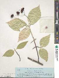 Euonymus sachalinensis image