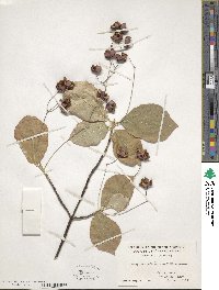 Euonymus sachalinensis image