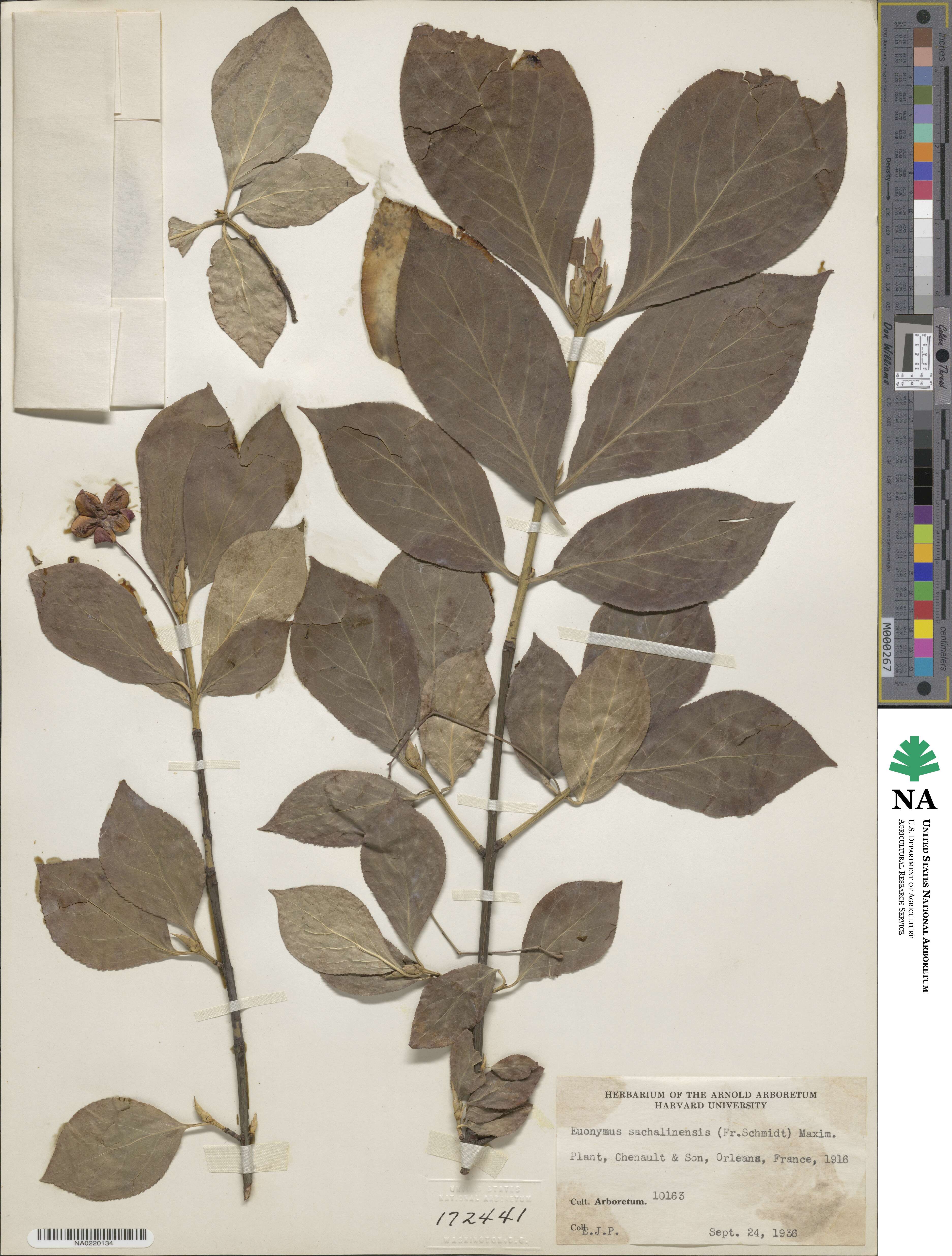 Euonymus sachalinensis image