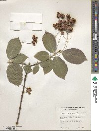 Euonymus sachalinensis image