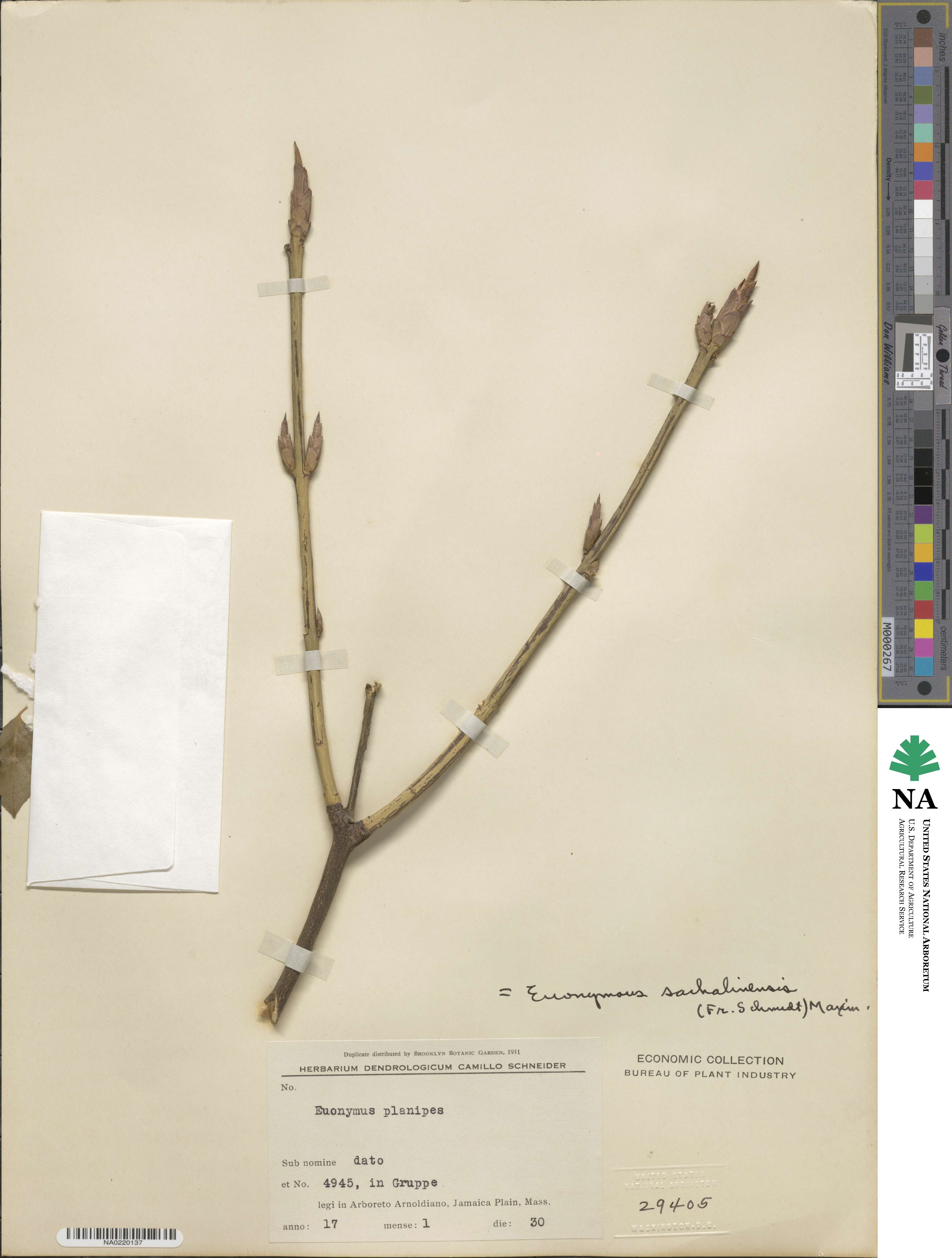 Euonymus sachalinensis image