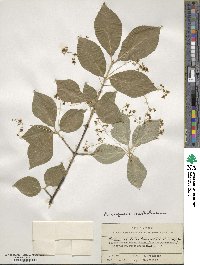 Euonymus sachalinensis image