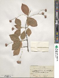 Euonymus sachalinensis image