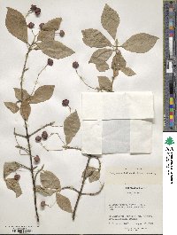 Euonymus sachalinensis image