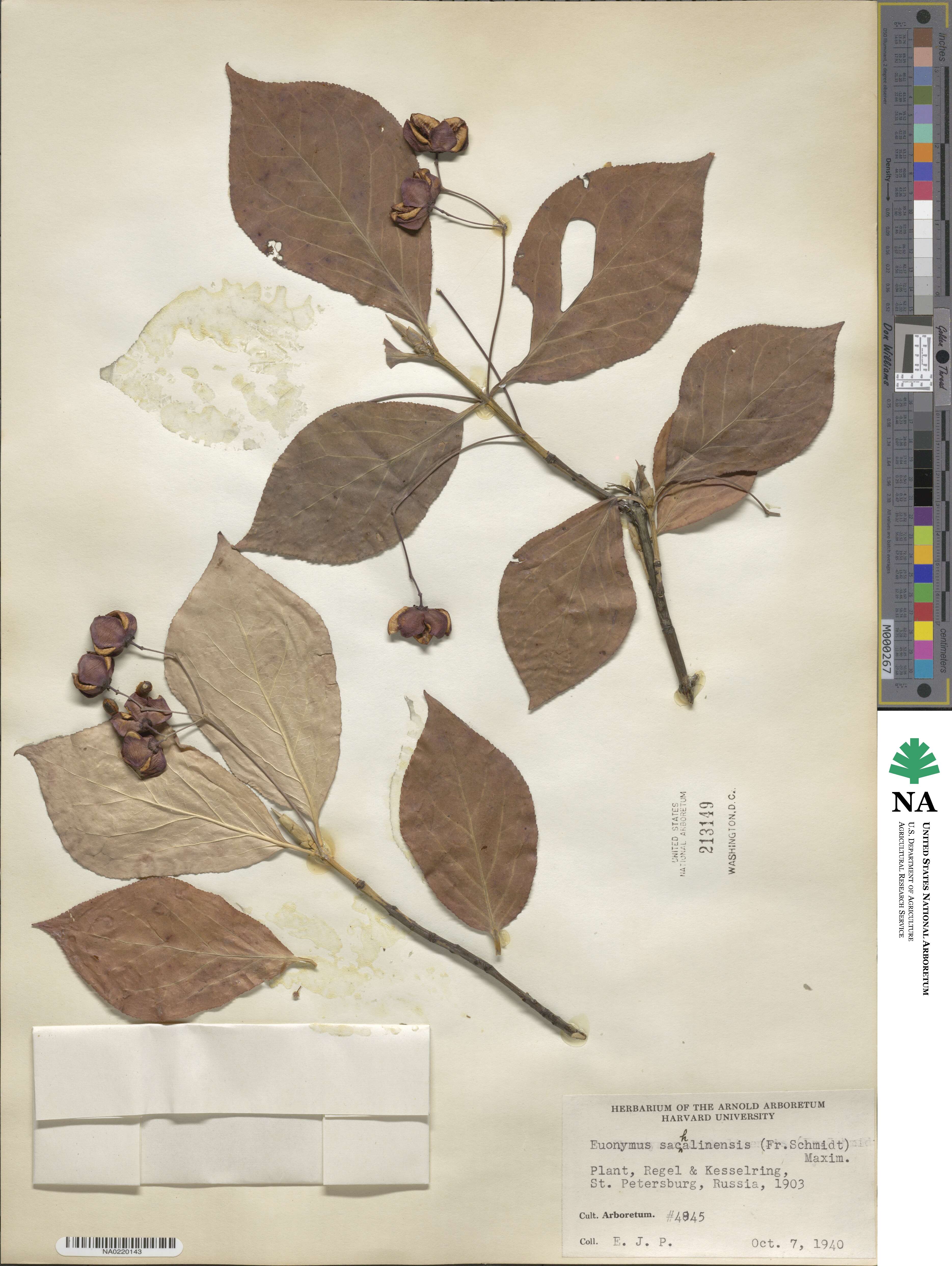 Euonymus sachalinensis image