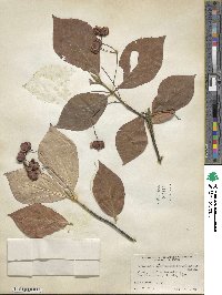 Euonymus sachalinensis image