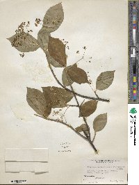 Euonymus sachalinensis image