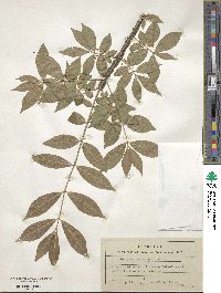 Euonymus alatus image