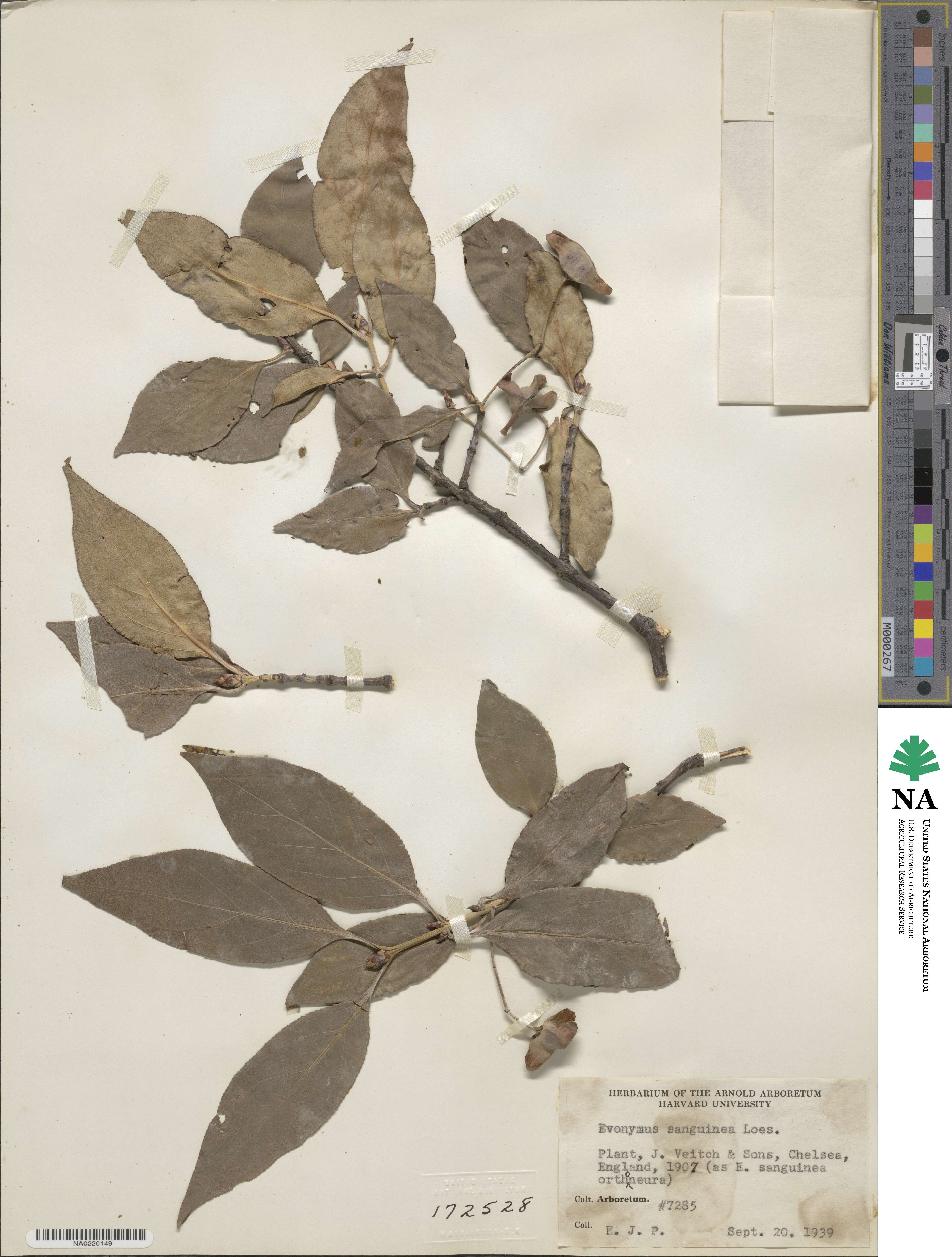 Euonymus sanguineus image