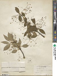 Euonymus sanguineus image