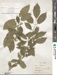 Euonymus sanguineus image