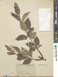 Euonymus sanguineus image