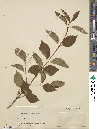 Euonymus sanguineus image