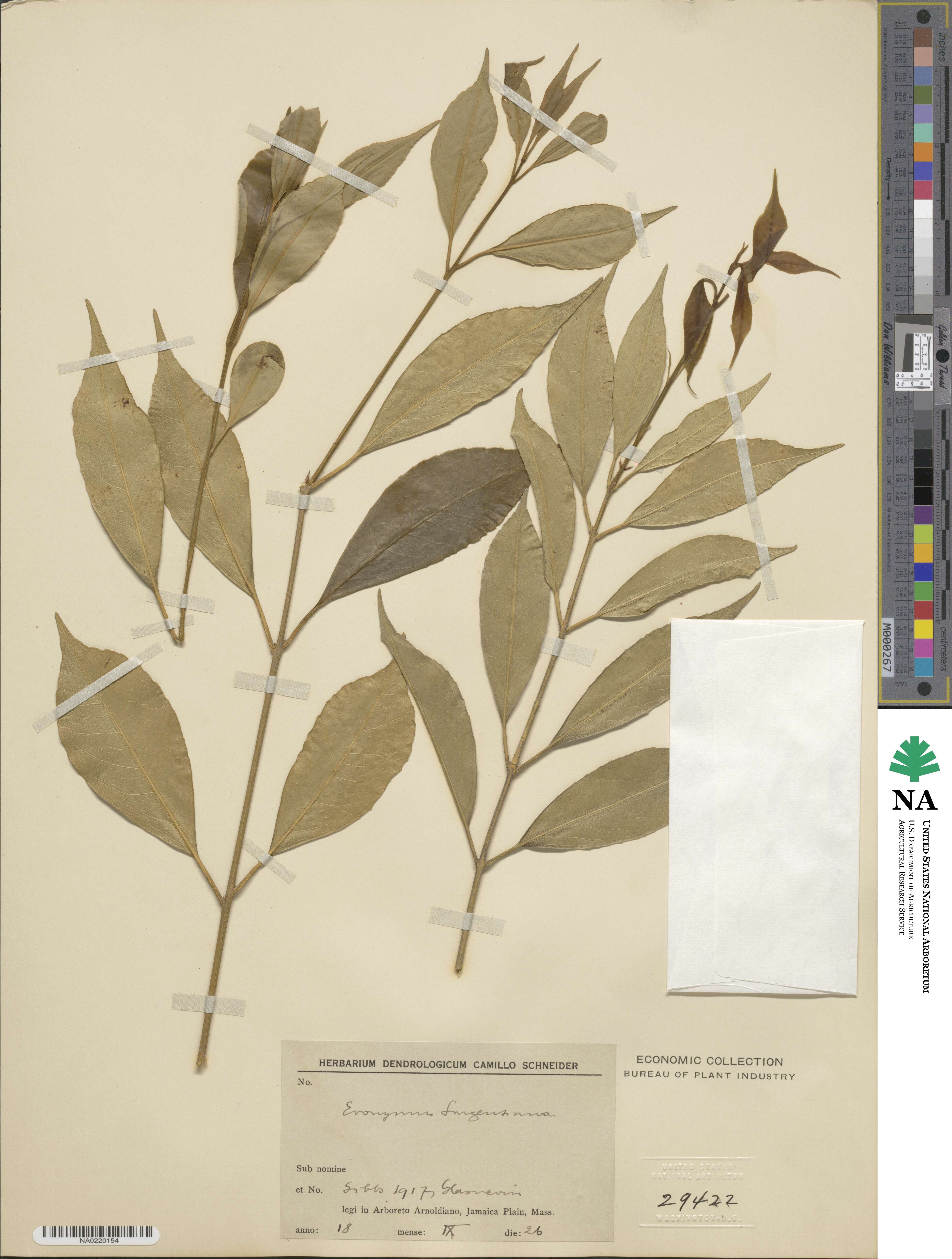 Euonymus myrianthus image