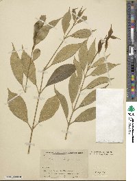 Euonymus myrianthus image