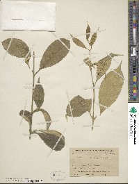 Euonymus myrianthus image