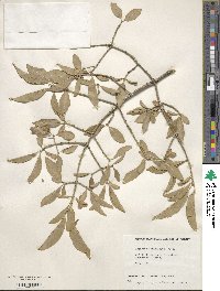 Euonymus hamiltonianus image