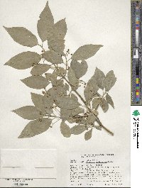 Euonymus hamiltonianus image