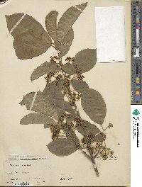 Euonymus hamiltonianus image