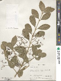 Euonymus hamiltonianus image