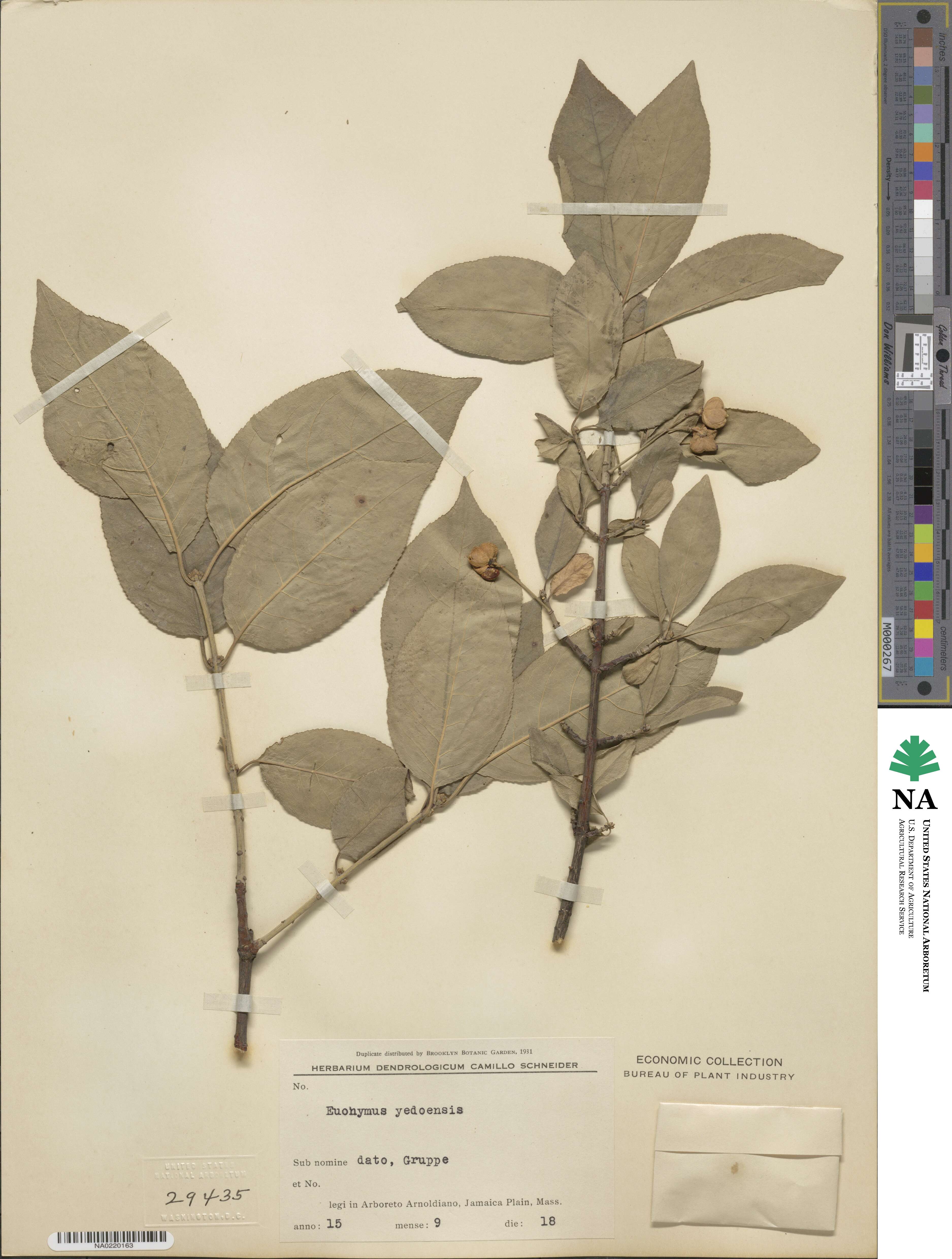 Euonymus hamiltonianus image