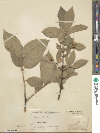 Euonymus hamiltonianus image