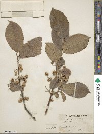 Euonymus hamiltonianus image