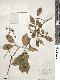 Euonymus hamiltonianus image