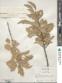 Euonymus hamiltonianus image