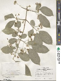 Euonymus hamiltonianus image