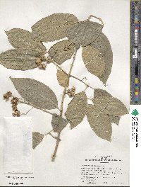 Euonymus hamiltonianus image