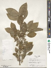 Euonymus hamiltonianus image