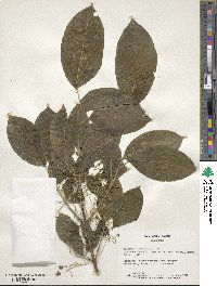 Euonymus hamiltonianus image