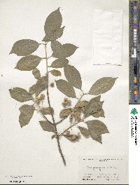 Euonymus hamiltonianus image